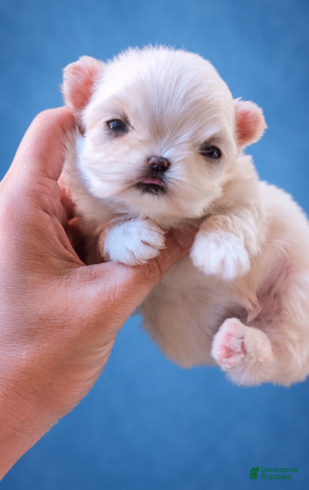 Maltipoo dogs for sale: Korean Maltipoo Teacup Male 1 - Ad 5