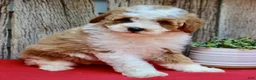 Miniature Poodle dogs for sale: Daisy - Ad 3