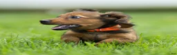 Miniature Dachshund dogs for sale: Marie Miniature Dachshund  - Ad 7