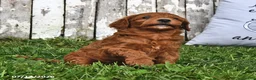 Goldendoodle dogs for sale: Daisy - Ad 5