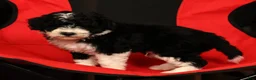 Mini Sheepadoodle dogs for sale: Tucker - Ad 9