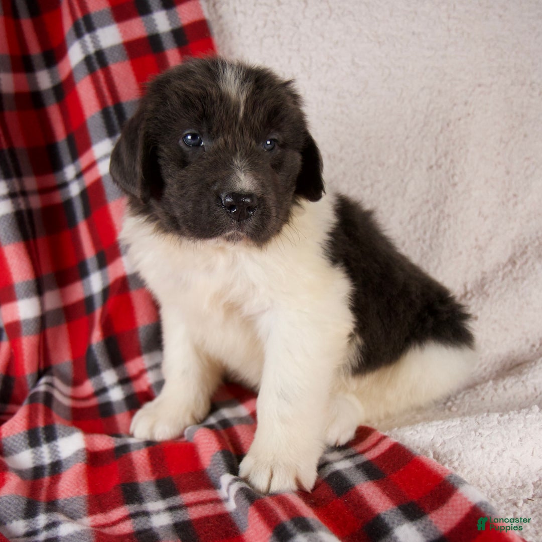 Newfoundland dogs for sale: Felix - Ad 5