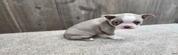 Boston Terrier dogs for sale: Boston Terrier Puppy 1 - Ad 3
