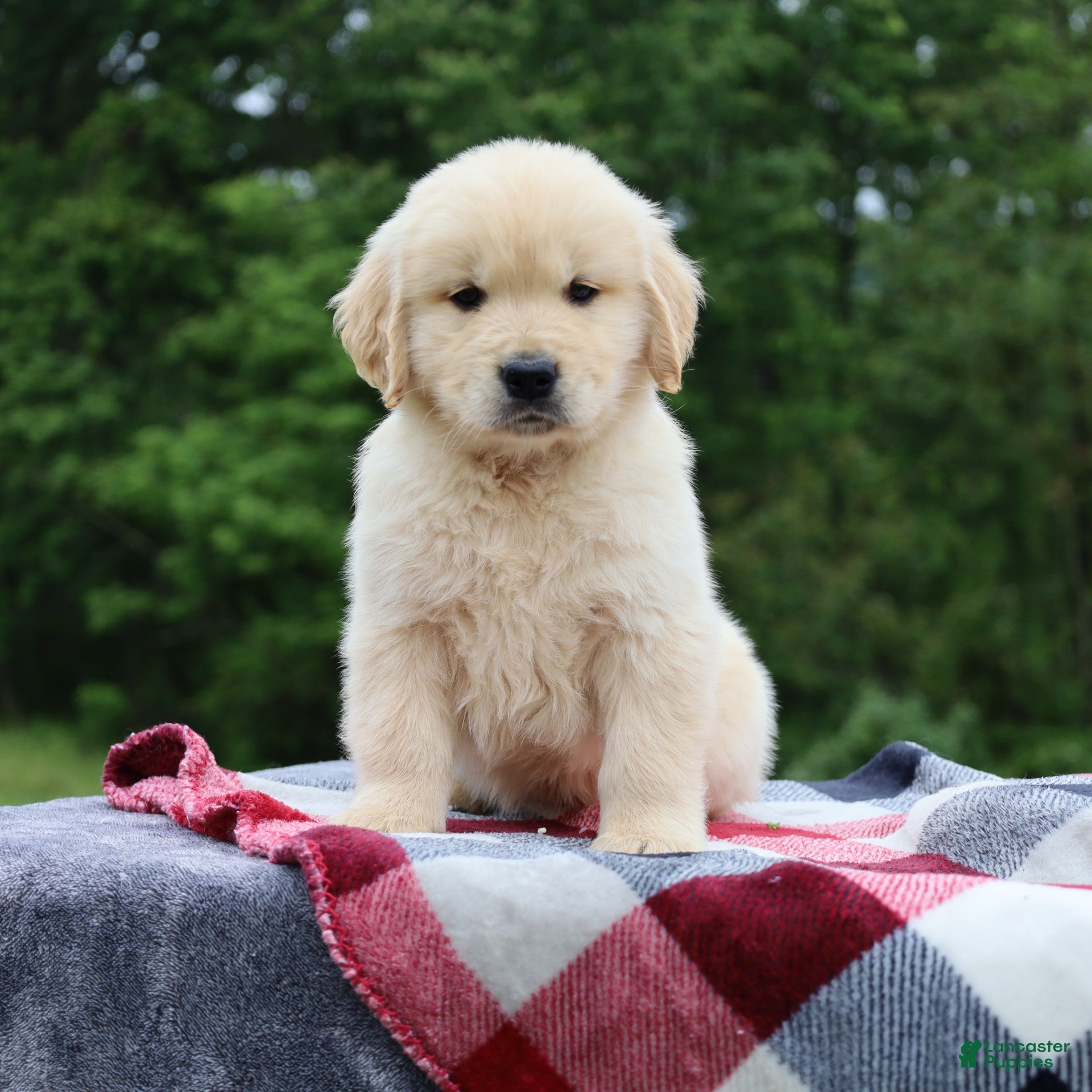 Golden Retriever dogs Champ - Ad 2