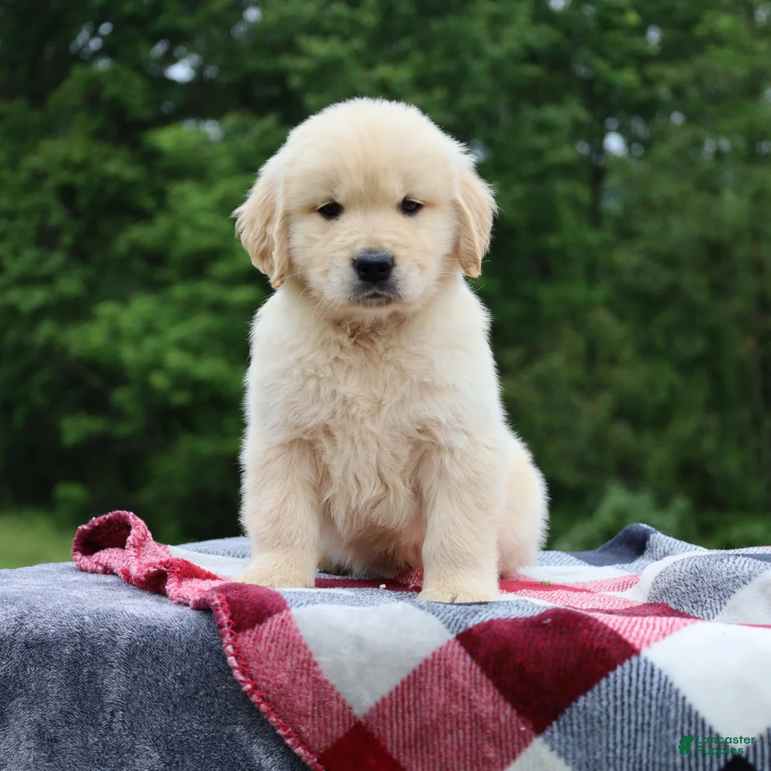 Golden Retriever dogs for sale: Champ - Ad 2