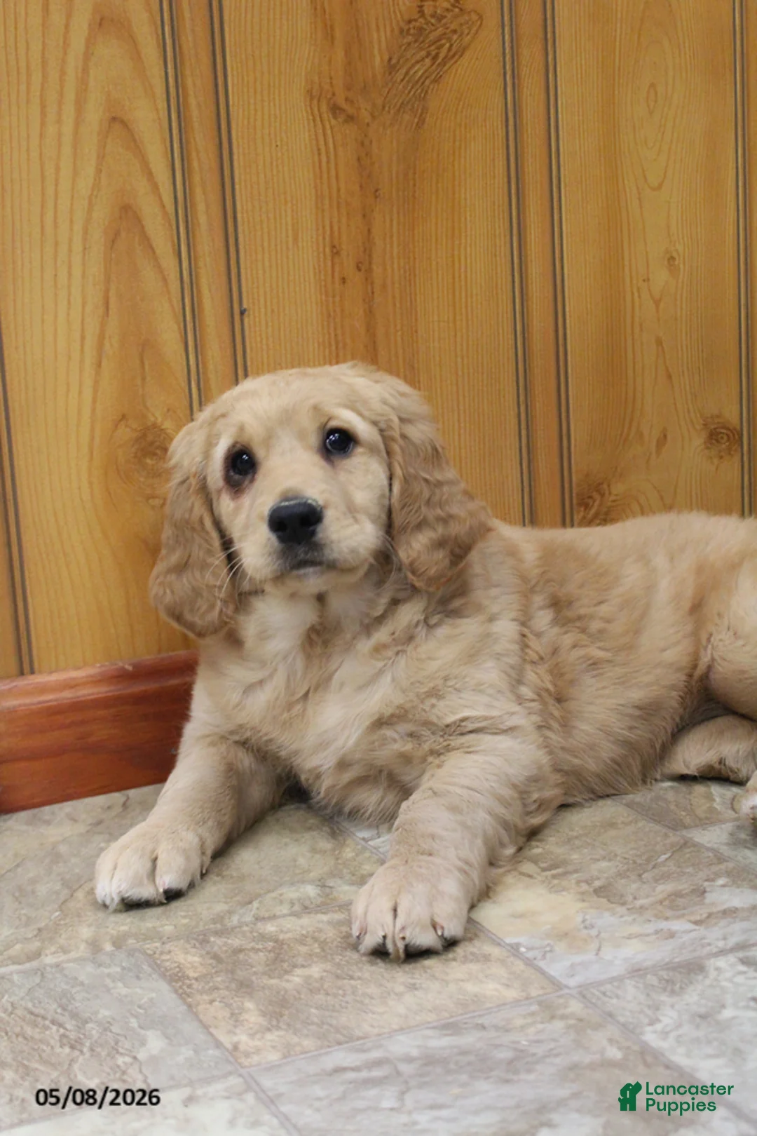 Goldendoodle dogs for sale: Trina - Ad 2