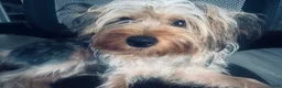 Mixed Breed dogs for sale: Mixed Breed Puppy 1 - Ad 3