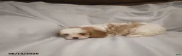 Cavapoo dogs for sale: Gloria - Ad 2