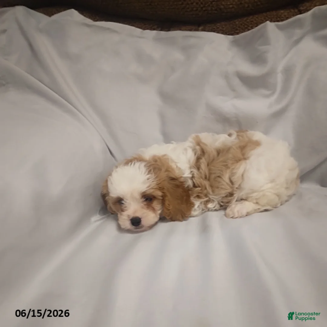 Cavapoo dogs for sale: Gloria - Ad 2