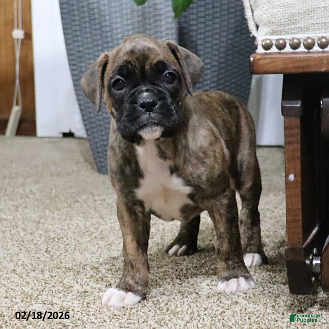 Boxer dogs for sale: Molly - Ad 2