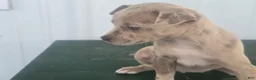 Chihuahua dogs for sale: Chihuahua Puppy 6 monica - Ad 4