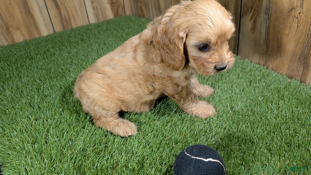 Cavapoo dogs for sale: Jazzy Boy 4 - Ad 4