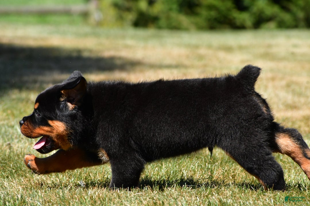 Rottweiler Puppy Docked Tail Rottweiler Litter Of Puppies For Sale