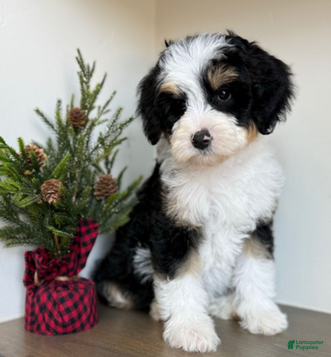 Bernedoodle dogs for sale: Vollie - Ad 1