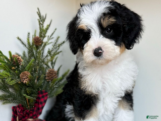 Bernedoodle dogs Vollie - Ad 40