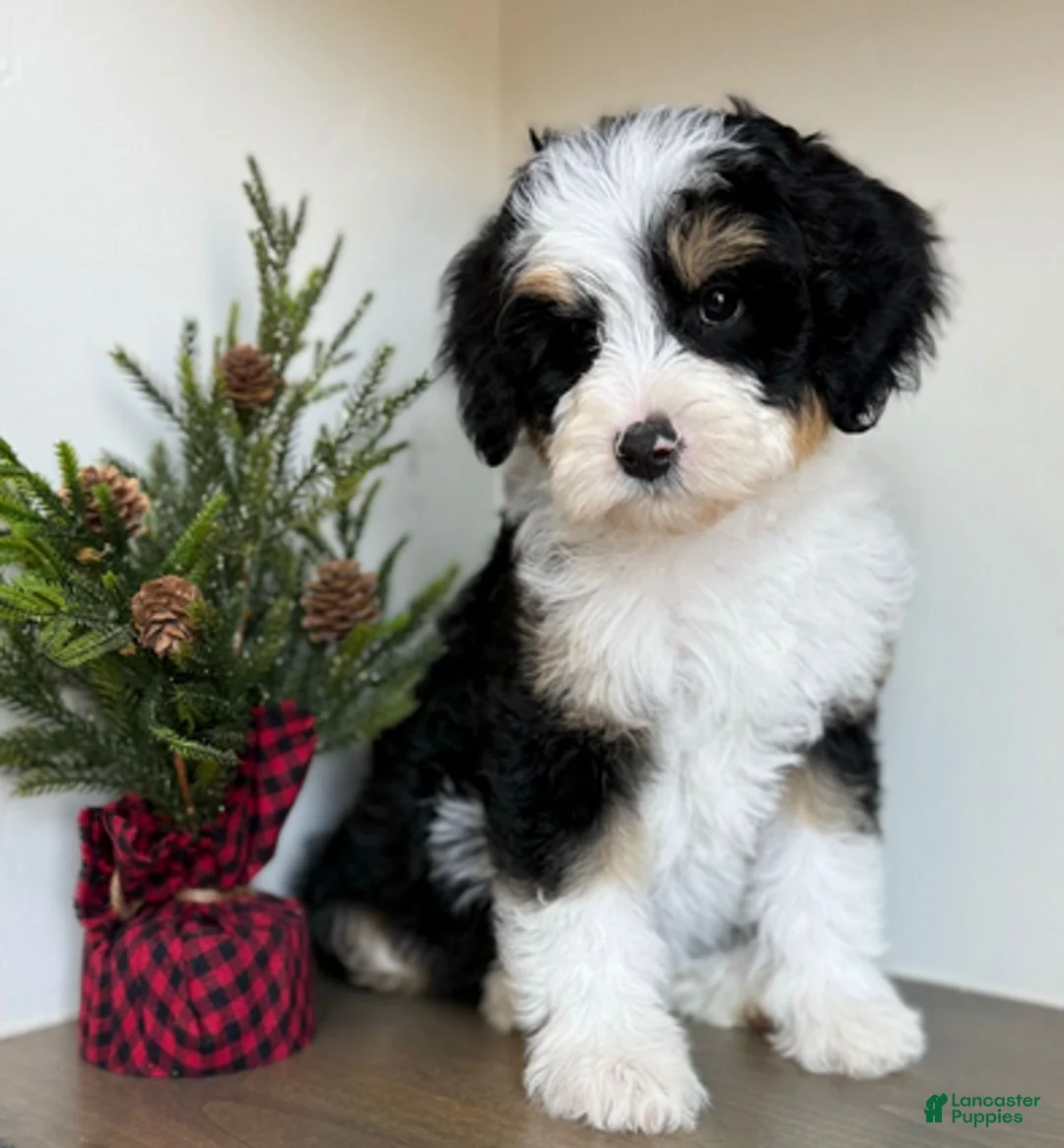 Bernedoodle dogs for sale: Vollie - Ad 1