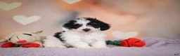 Maltipoo dogs for sale: Benji - Ad 3