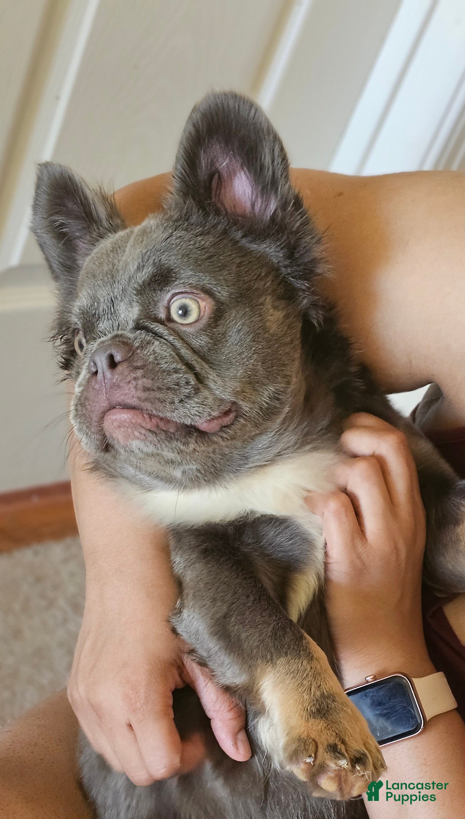 French Bulldog dogs Ultima, the total package 🐾 - Ad 2