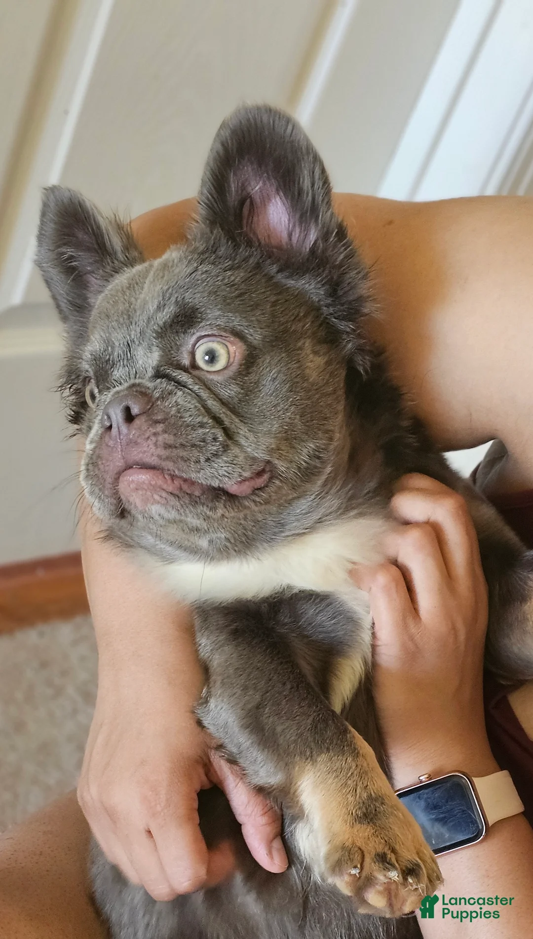 French Bulldog dogs for sale: Ultima, the total package 🐾 - Ad 2