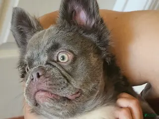 French Bulldog dogs for sale: Ultima, the total package 🐾 - Ad 1