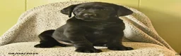 Labrador Retriever dogs for sale: Mia  - Ad 2