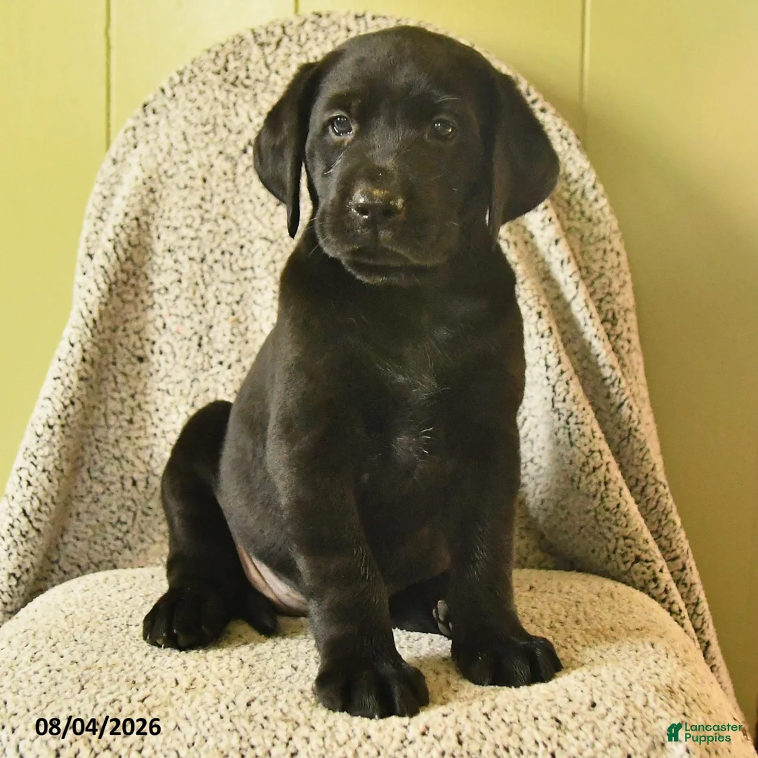 Labrador Retriever dogs for sale: Mia  - Ad 2