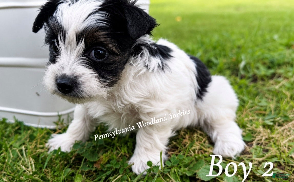 Yorkshire Terrier dogs Yorkshire Terrier 1 - Ad 5