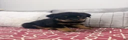 Rottweiler dogs for sale: GREEN collar boy - Ad 1