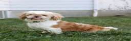 Teddy Bear dogs for sale: Veronica - Ad 5