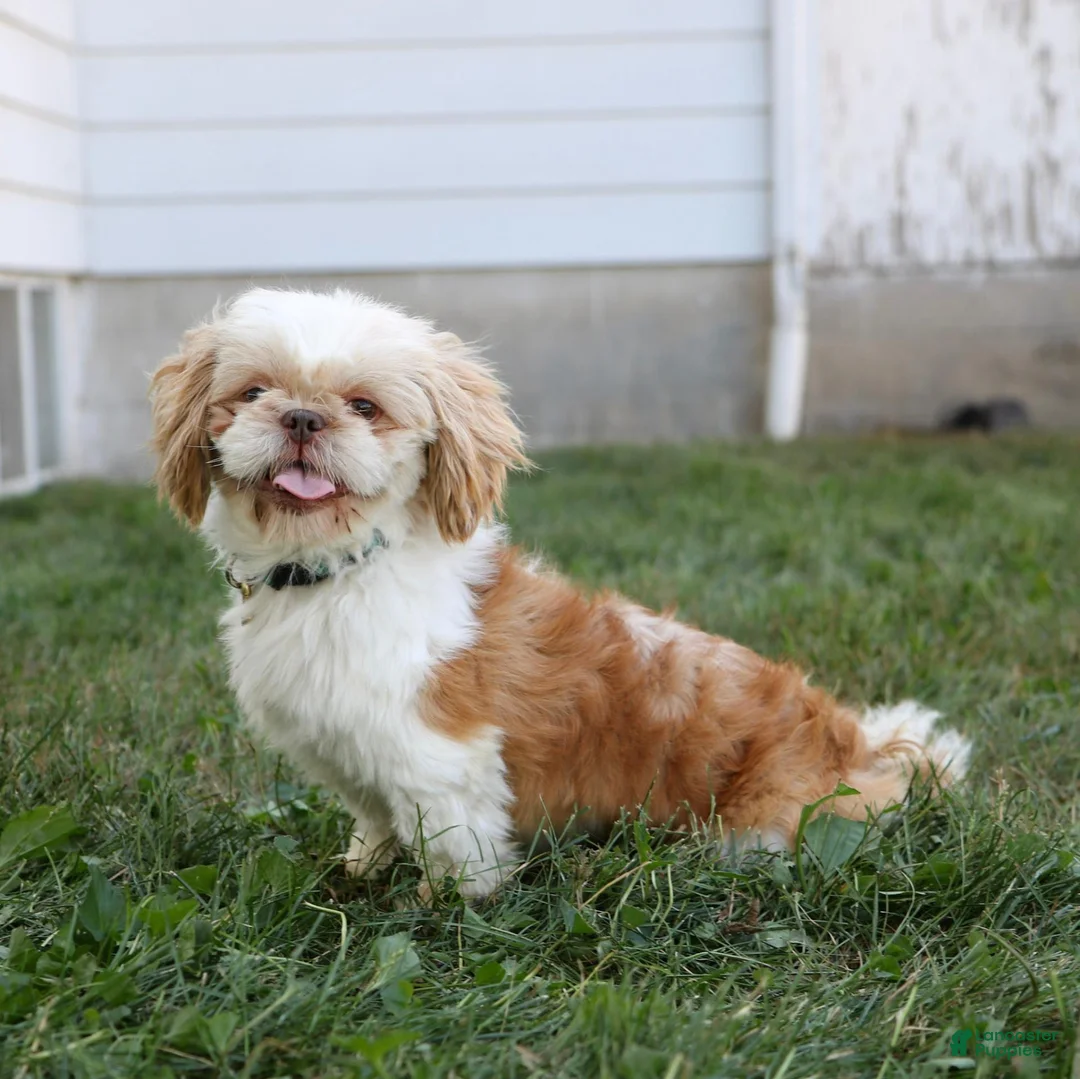 Teddy Bear dogs for sale: Veronica - Ad 5