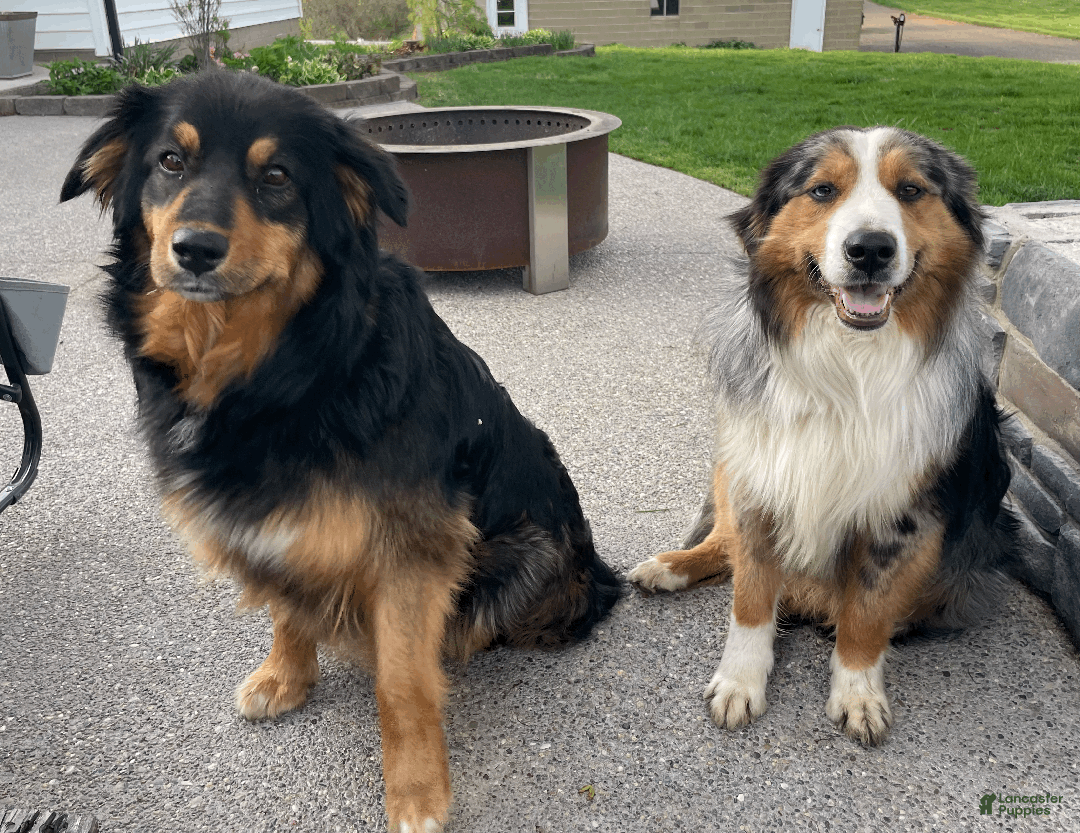 Australian Shepherd dogs for sale: Charlie - Ad 7