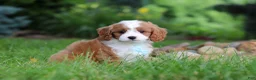 Cavapoo dogs for sale: Cody - Ad 6