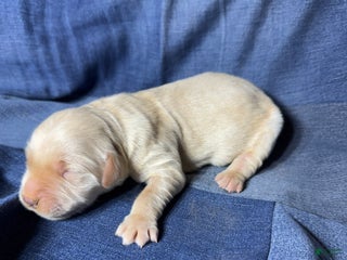 Golden Retriever dogs Oli - AKC, Genetically Clear - Ad 10