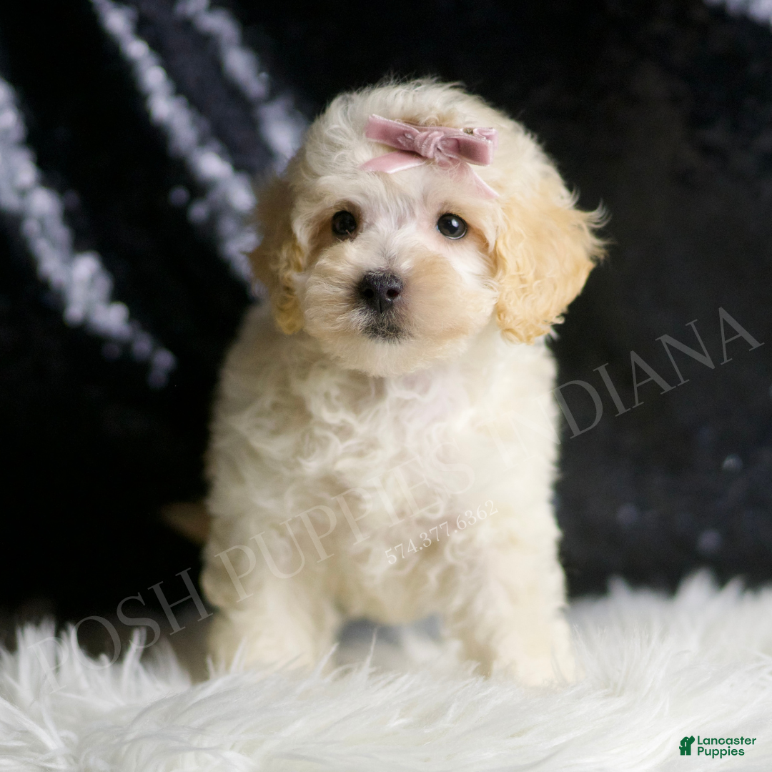 Maltipoo dogs for sale: Apple - Ad 2