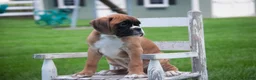 Boxer dogs for sale: Boaz - Ad 5