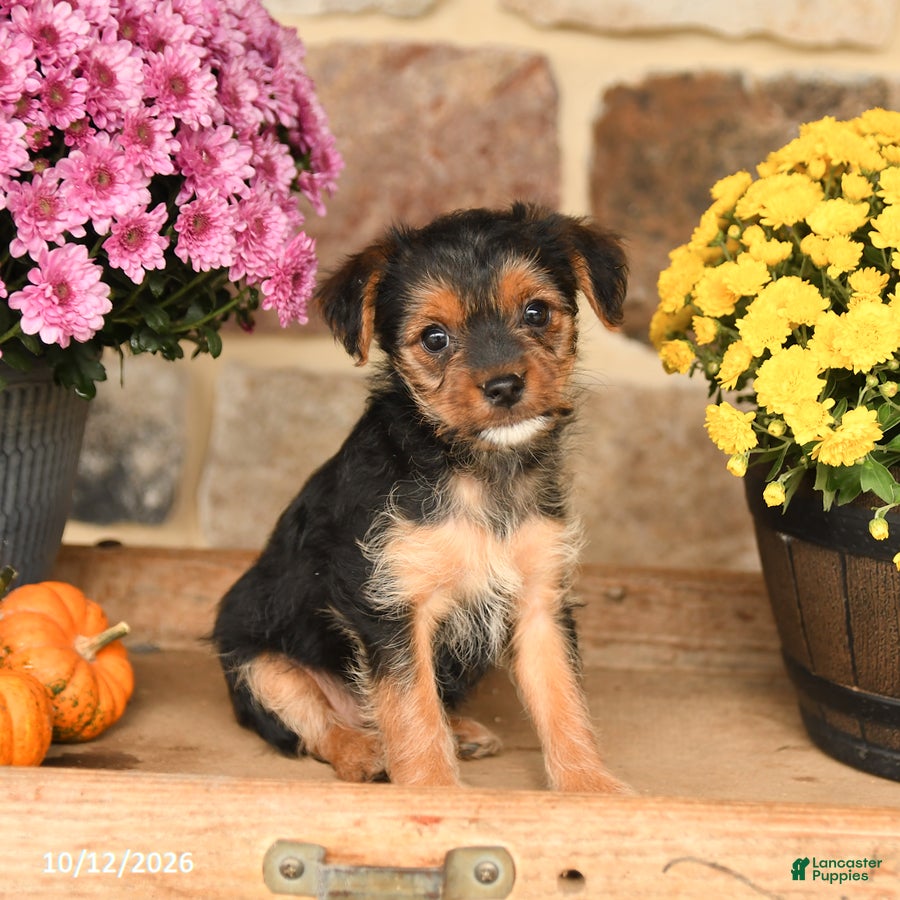 Shorkie dogs Ally - Ad 1