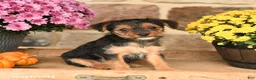 Shorkie dogs for sale: Ally - Ad 1