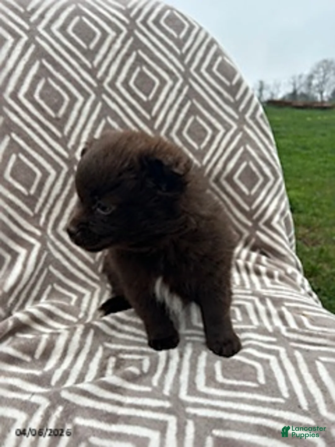 Pomeranian dogs for sale: Chocolate - Ad 2
