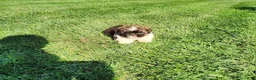 Shihpoo dogs for sale: Luigi - Ad 9