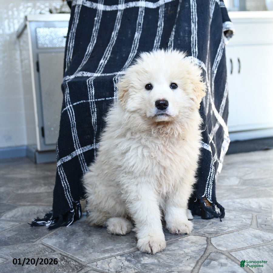 Maremma Sheepdog dogs Rebel - Ad 2