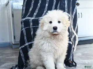 Maremma Sheepdog dogs Rebel - Ad 2