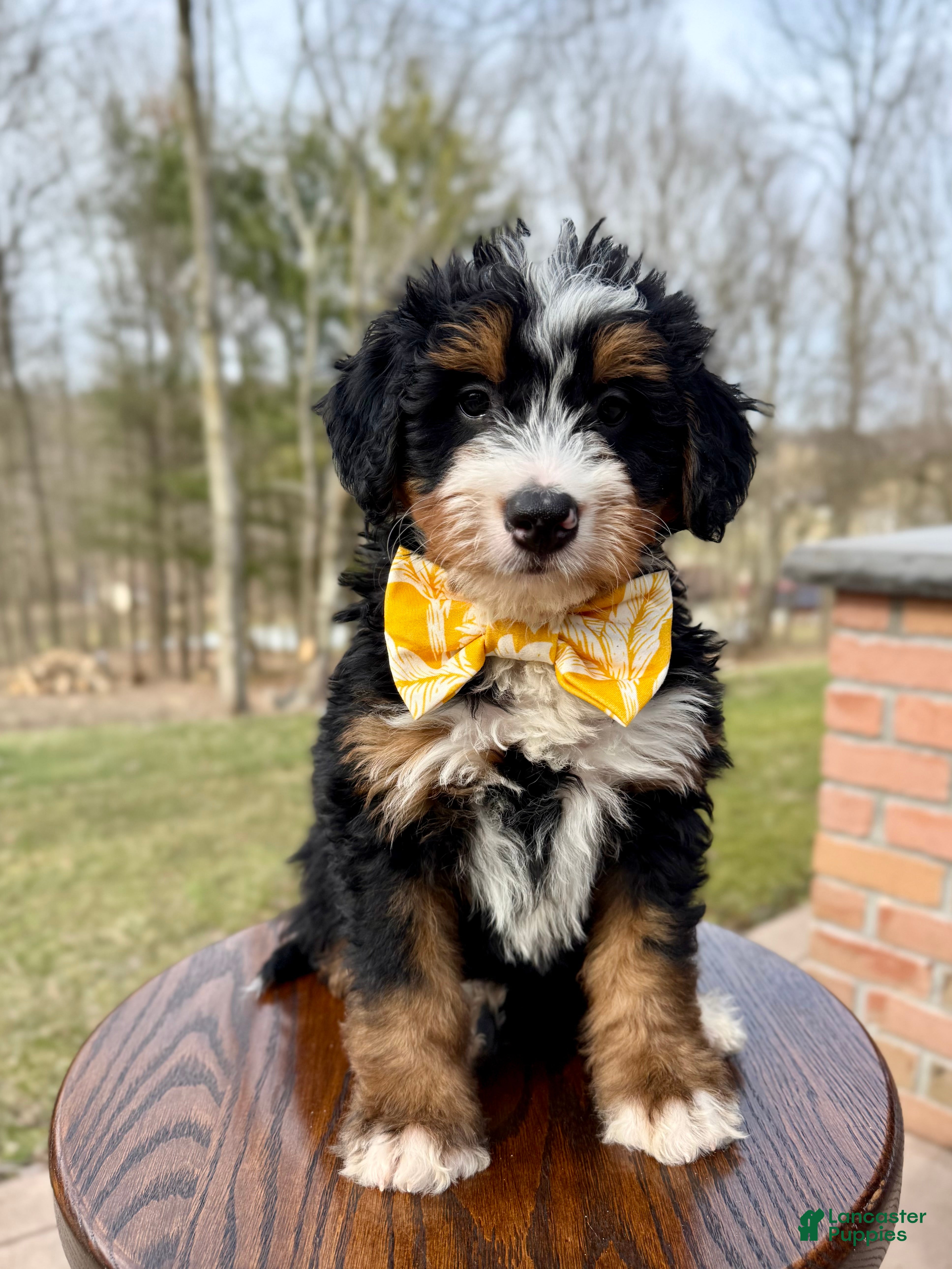 Mini Bernedoodle dogs for sale: 🙋‍♂️ Leo - Ad 1