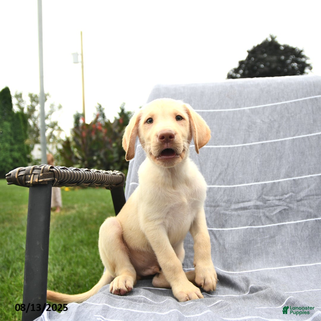 Labrador Retriever dogs for sale: Prince - Ad 4