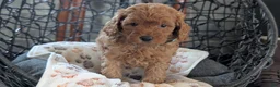 Toy Poodle dogs for sale: Wyman - Ad 4