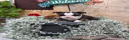 Boston Terrier dogs for sale: Kathi - Ad 3