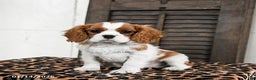 Cavalier King Charles Spaniel dogs for sale: Jinx - Ad 1