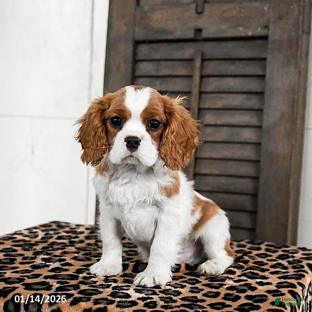 Cavalier King Charles Spaniel dogs for sale: Jinx - Ad 1