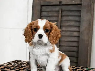 Cavalier King Charles Spaniel dogs Jinx - Ad 8