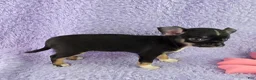 Chihuahua dogs for sale: AKC Charlotte - Ad 5