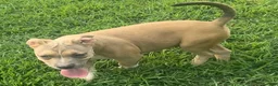 American Bully dogs for sale: Jax - Ad 4